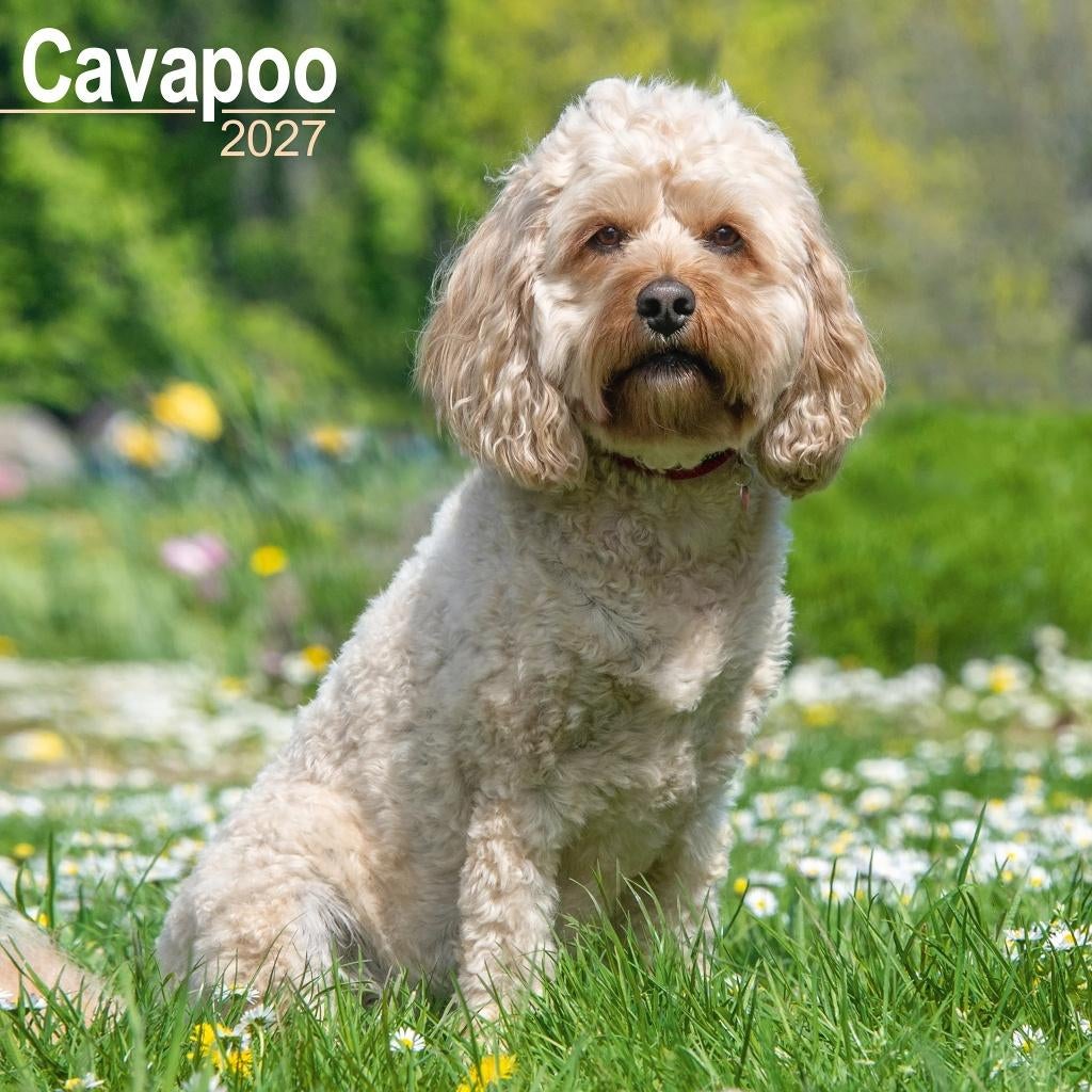 Cavapoo 2027 kalender op voorbestelling, Verzenden, Jaarkalender, Nieuw