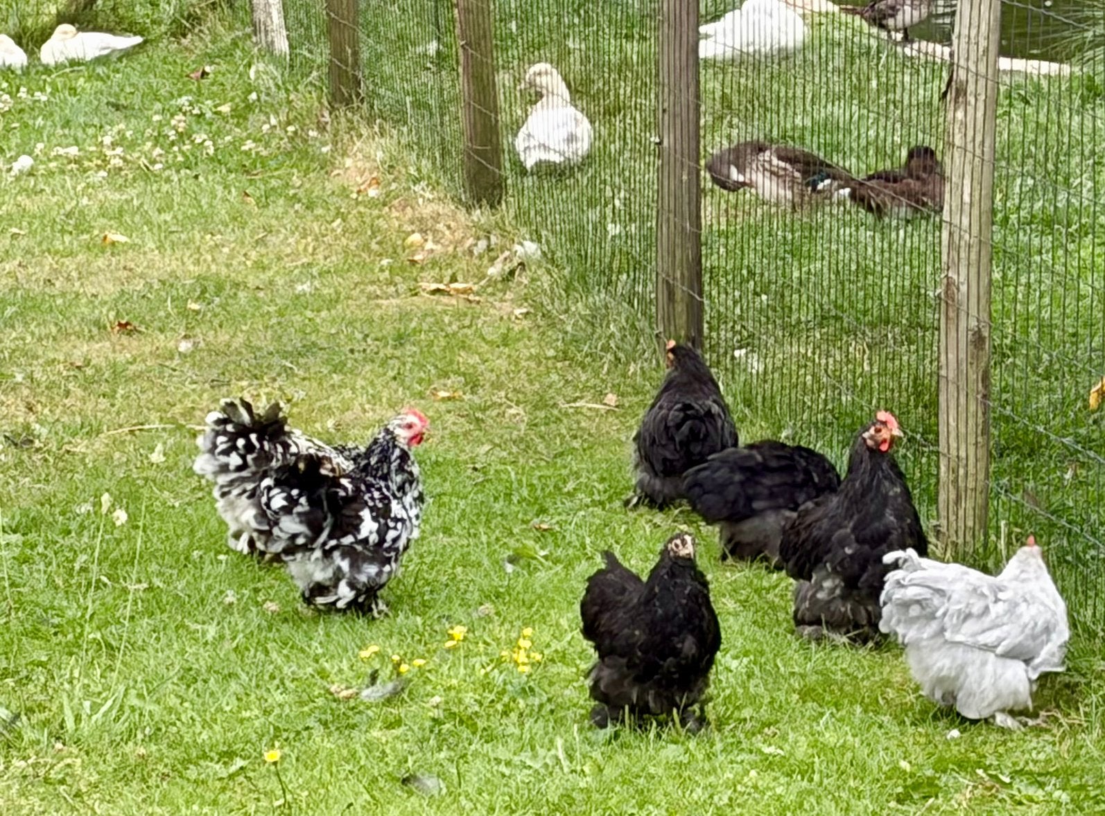 Cochin kriel, Dieren en Toebehoren, Meerdere dieren, Kip