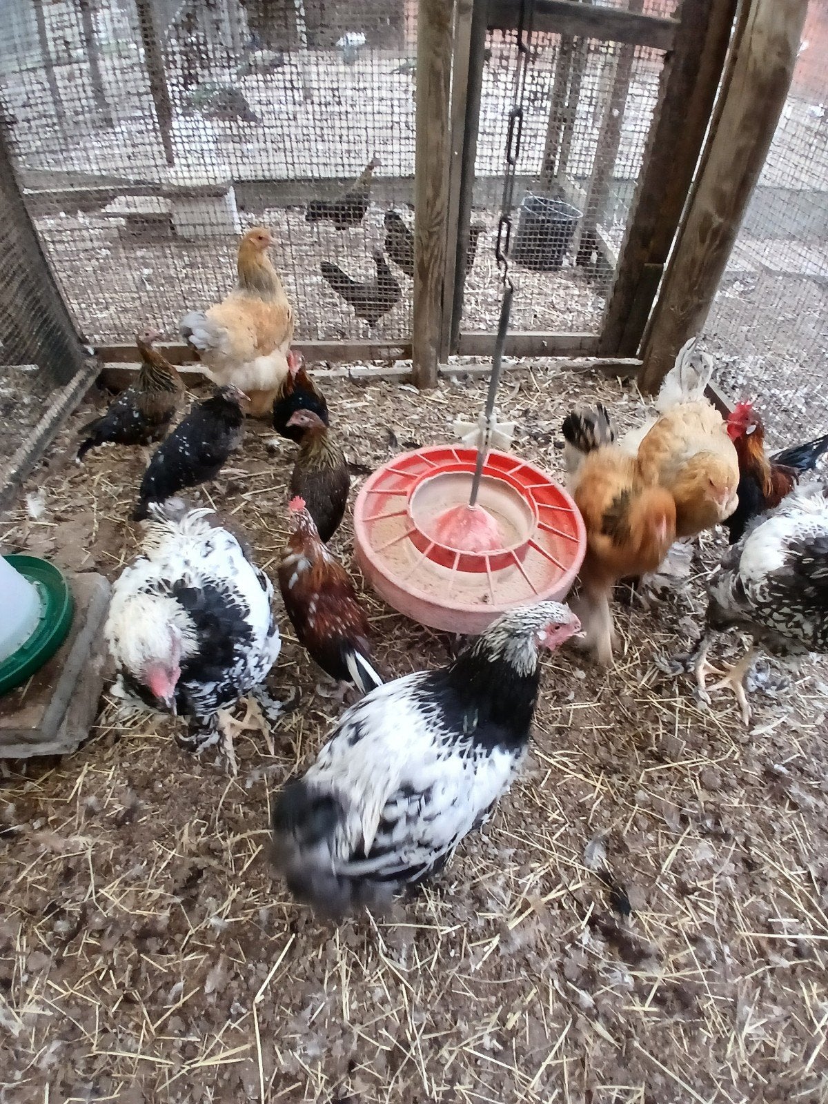 jonge hennen en hanen geboren op 15/06, Dieren en Toebehoren, Meerdere dieren, Kip
