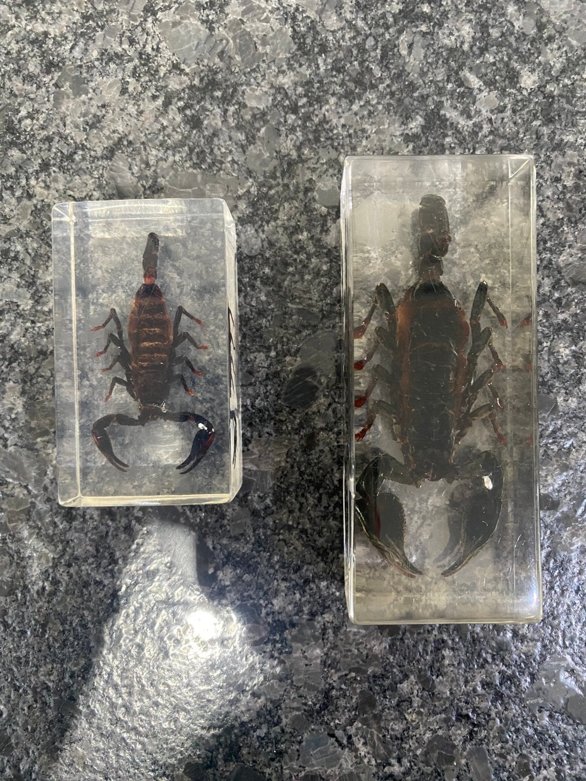 Scorpions dans bloc de résine, Enlèvement, Neuf, Animal