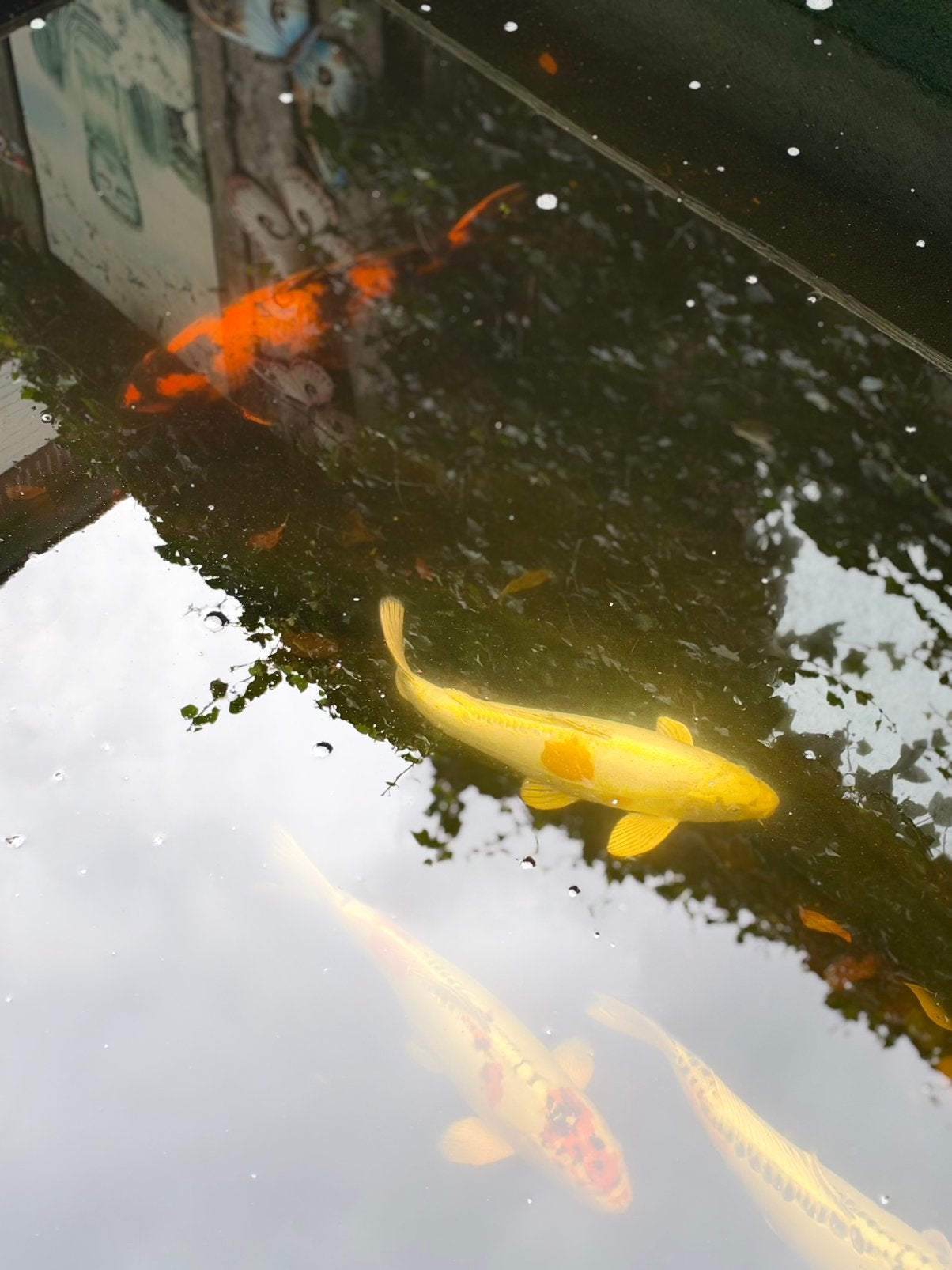 6 mooie koikarpers tussen de 35/50cm, Dieren en Toebehoren, Karper of Koi