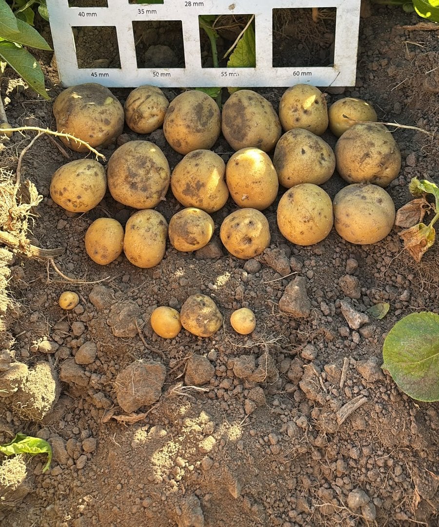 Aardappelen : BINTJE - AF VELD Oogst deze week., Ophalen