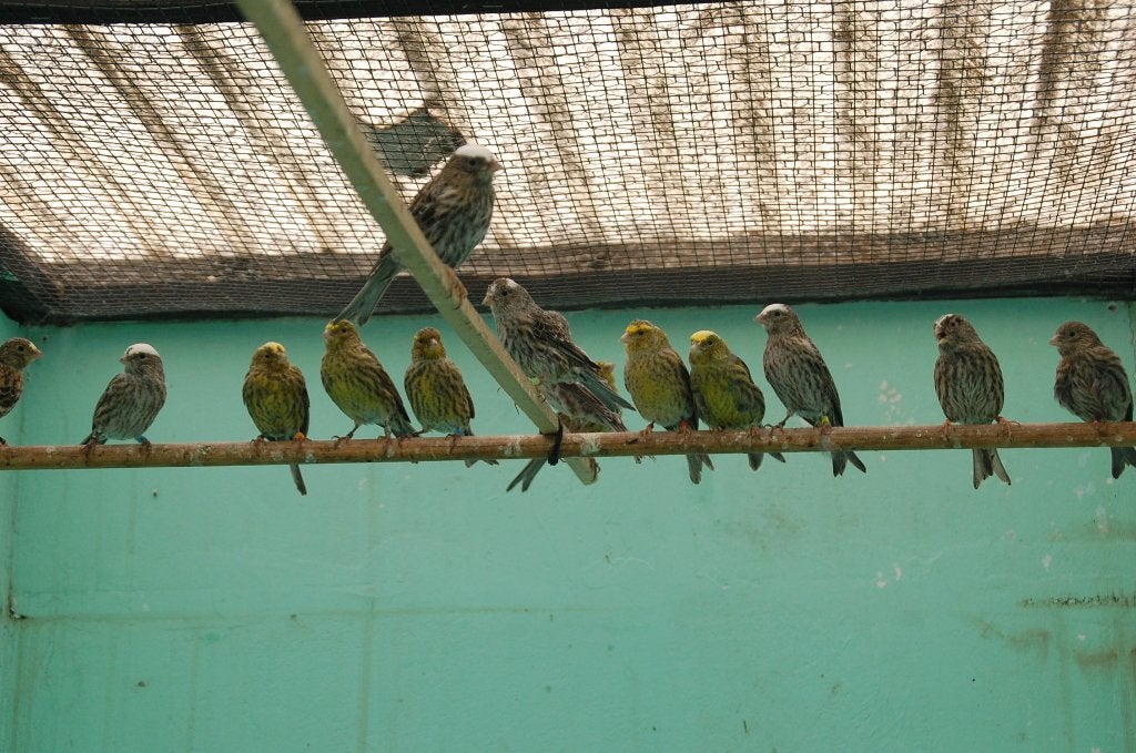 postuur lizards, Dieren en Toebehoren, Vogels | Kanaries