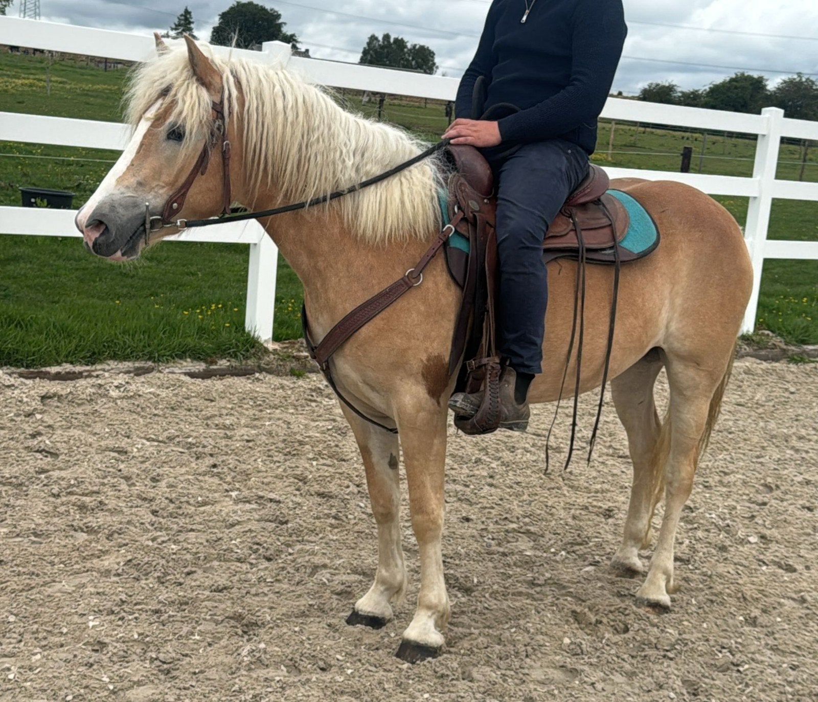 Zeer mooie grote Haflinger met stamboekpapieren, Dieren en Toebehoren, Pony's, Merrie, Zadelmak, E pony (1.48m - 1.57m), Recreatiepony