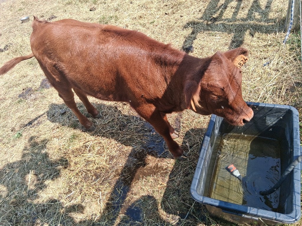 Vaarskalf mini koe (Dexter), Dieren en Toebehoren