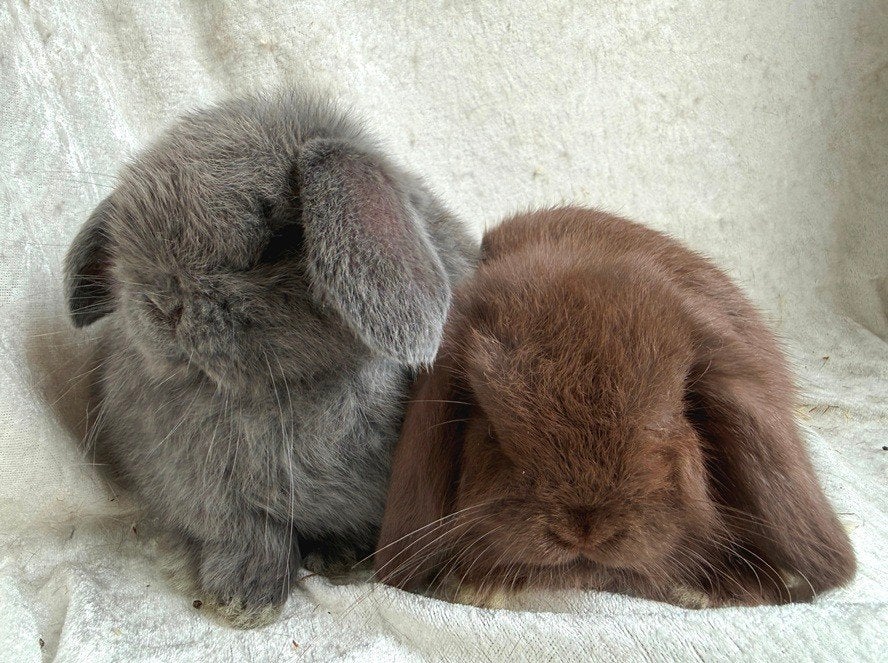 Bijzonder mooi super lief handtam koppel Minilop konijntjes, Dieren en Toebehoren, Meerdere dieren, Klein, Hangoor, 0 tot 2 jaar