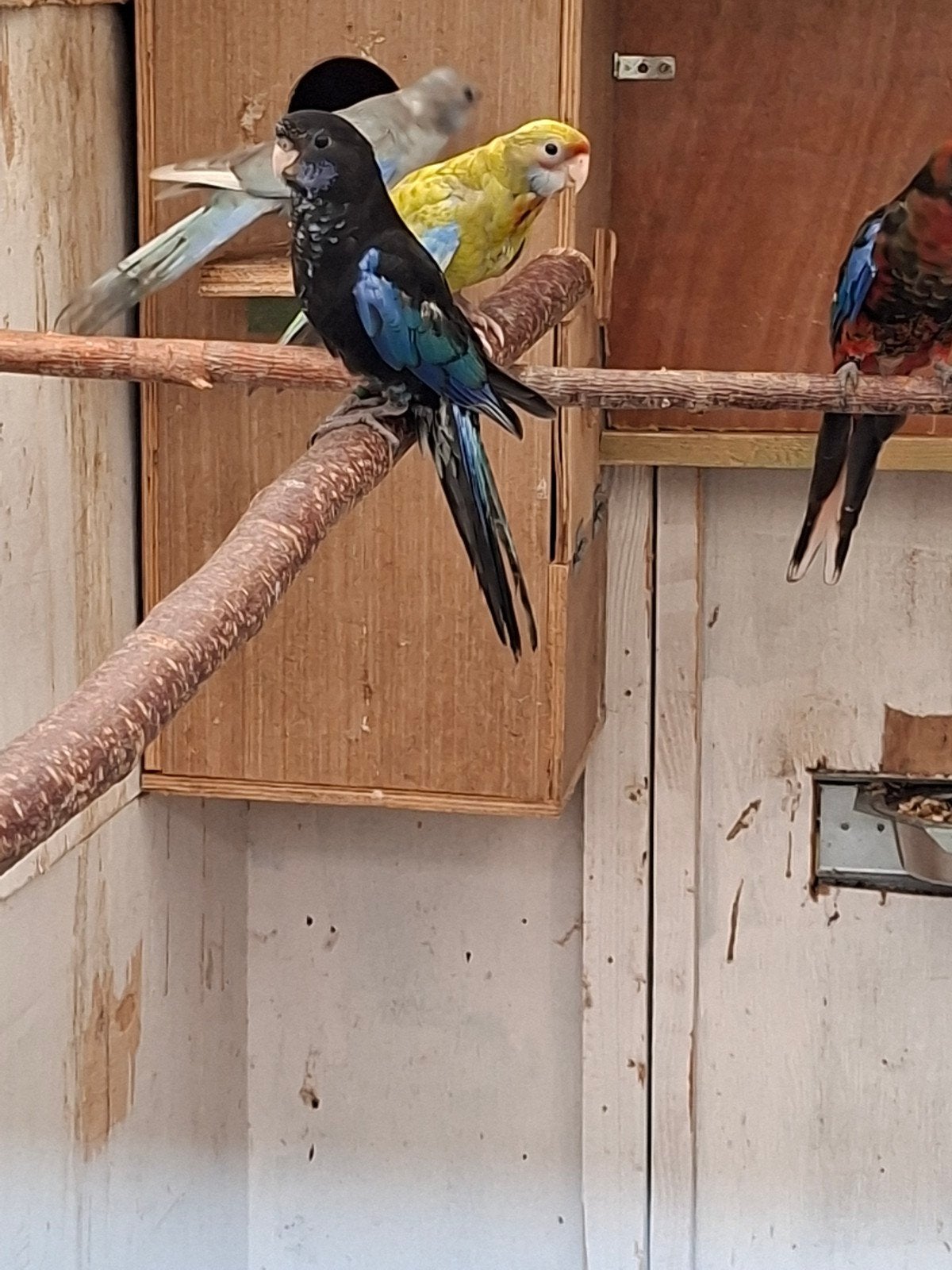 rosella pop