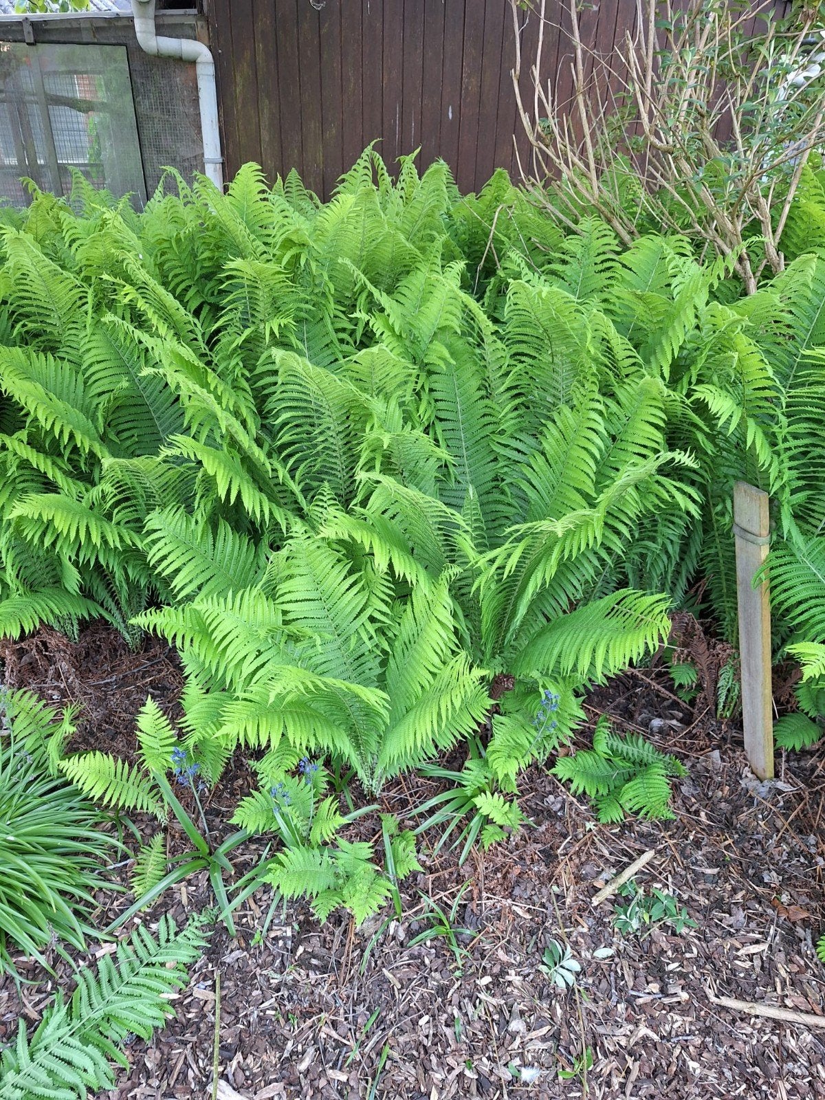 Varens in verschillende groottes, Tuin en Terras, Ophalen
