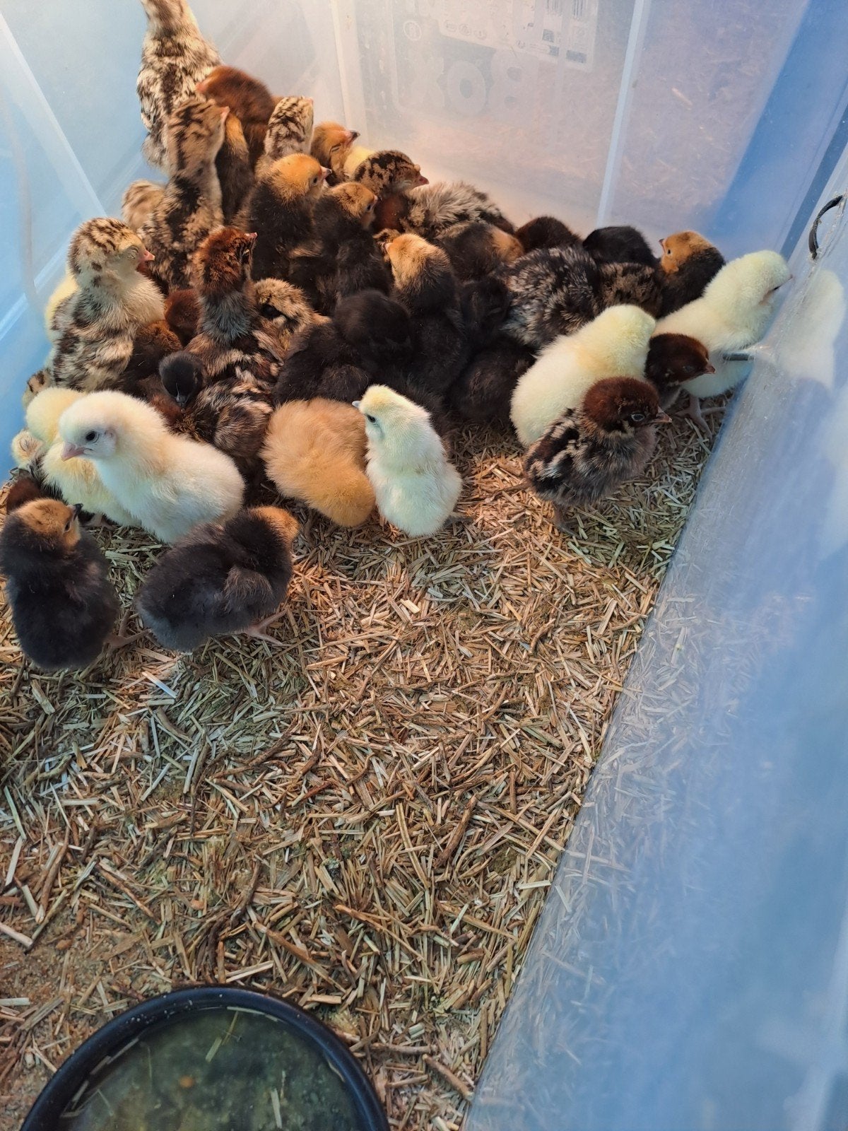 Kippen, Dieren en Toebehoren, Pluimvee