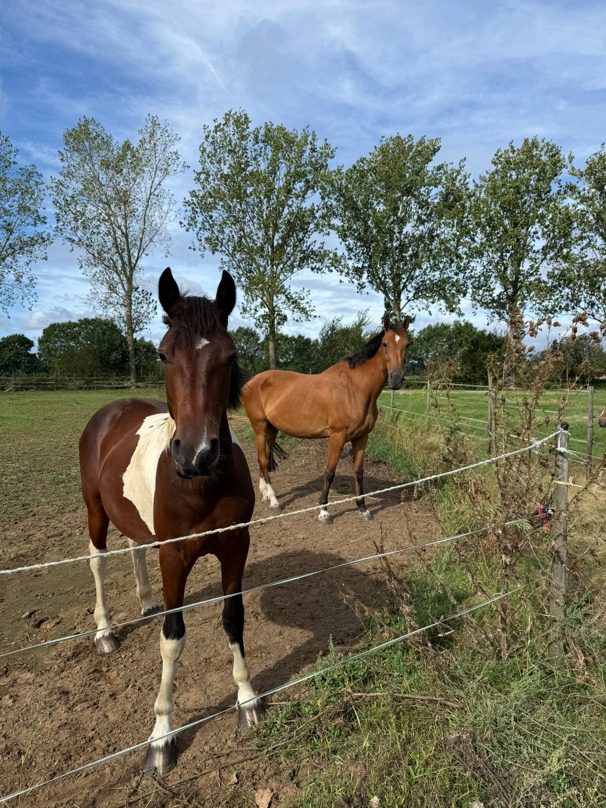 Weide gezocht, Dieren en Toebehoren, Weidegang, 2 of 3 paarden of pony's
