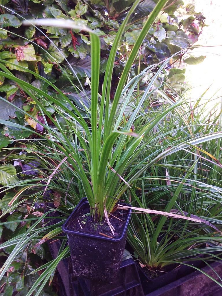 Carex morrowii, japanse zegge, bodembedekker, siergras, Tuin en Terras, Planten | Tuinplanten, Ophalen, Vaste plant