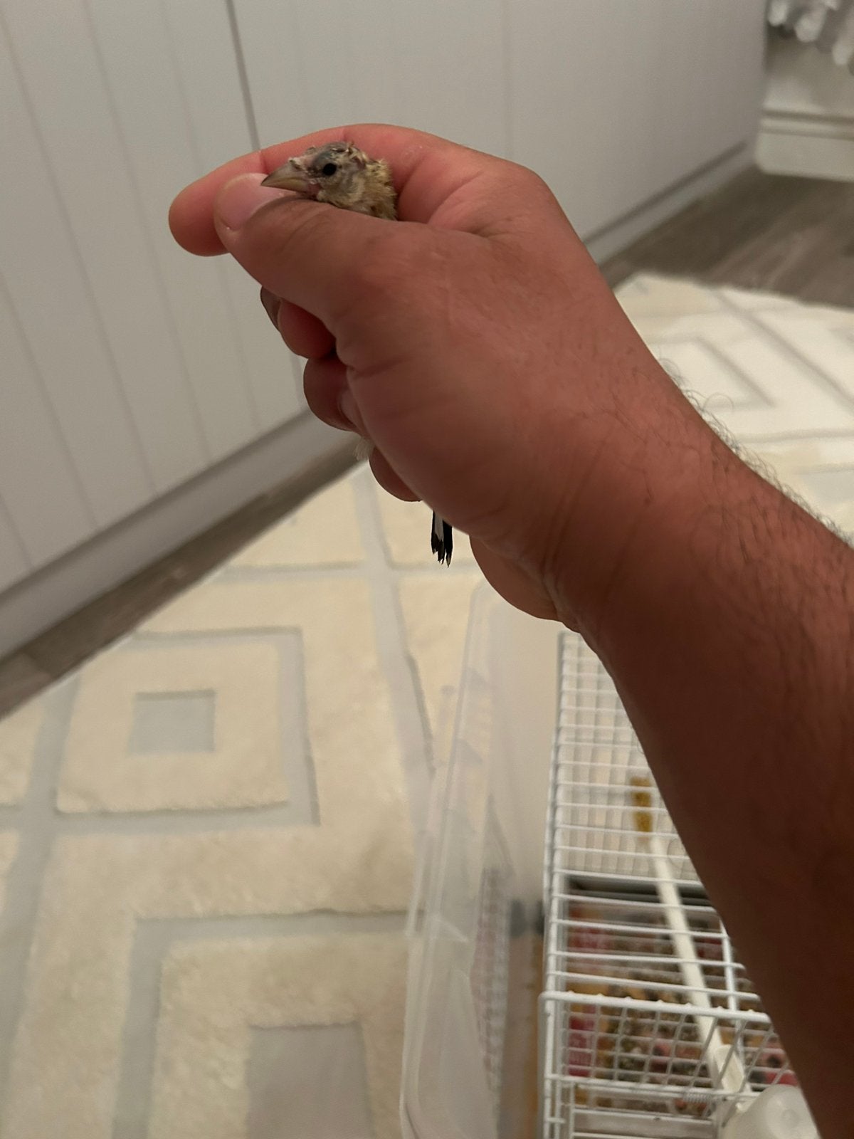 Parwa bastard  en parwa puters met ring2.5, Dieren en Toebehoren, Vogels | Parkieten en Papegaaien
