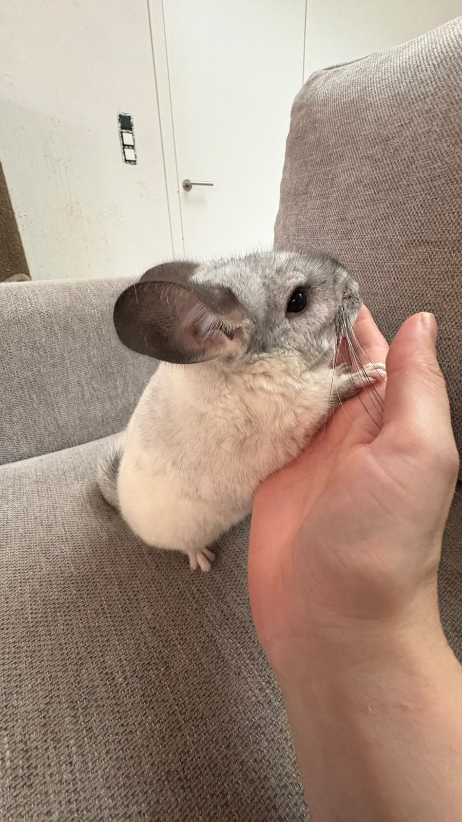 Chinchilla Witje, Dieren en Toebehoren, Chinchilla, Mannelijk, Januari, Tam