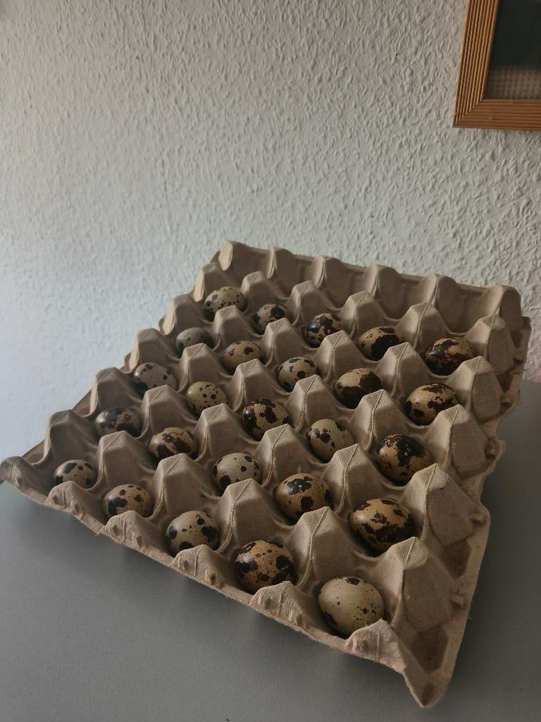 Broedeieren Japanse kwartel, Dieren en Toebehoren, Meerdere dieren, Overige soorten