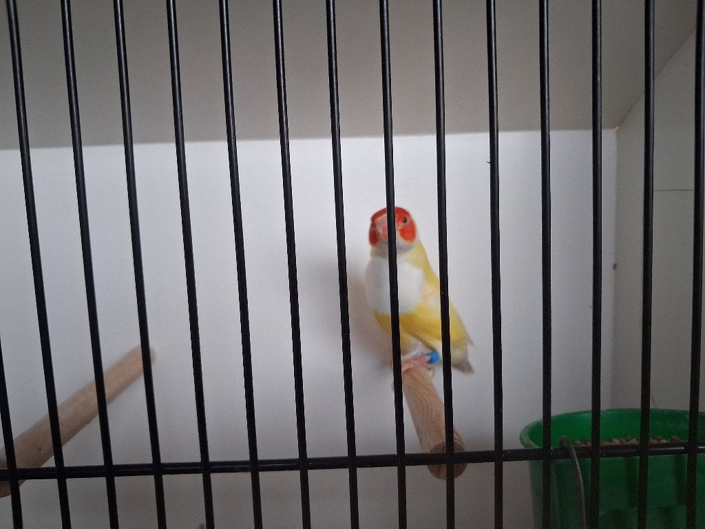 Gouldamadine lutino, Dieren en Toebehoren, Vogels | Overige Vogels, Vrouwelijk, Tropenvogel, Geringd