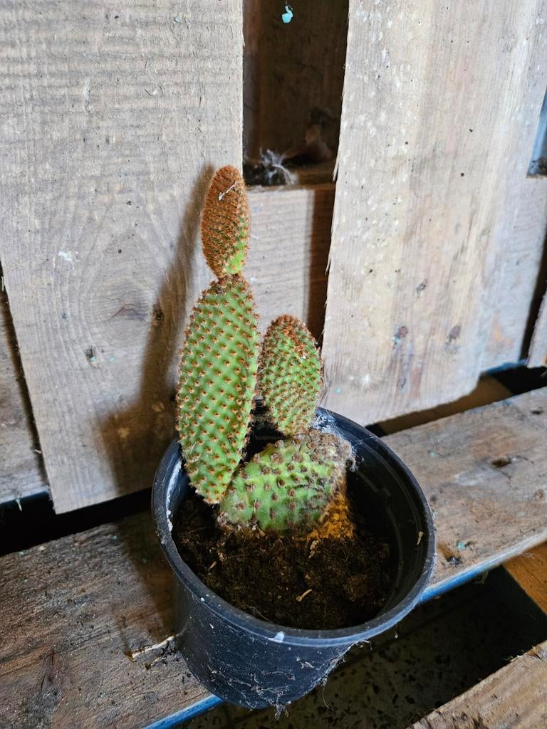 Cactus, Ophalen, Cactus