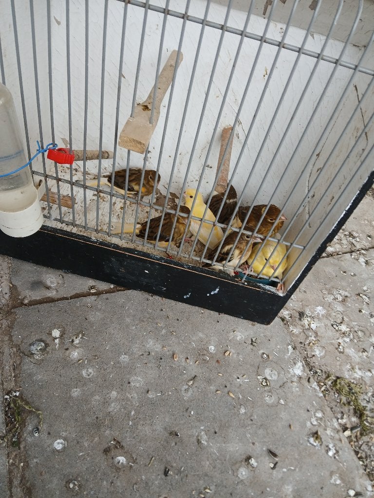 Kanaries, Meerdere dieren, Kleurkanarie