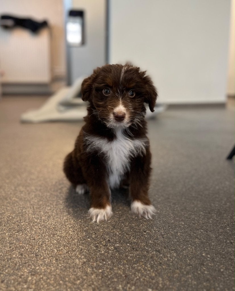 Super lieve Australische herder pup (aussie teefje ), Dieren en Toebehoren, België, CDV (hondenziekte), 8 tot 15 weken, Meerdere