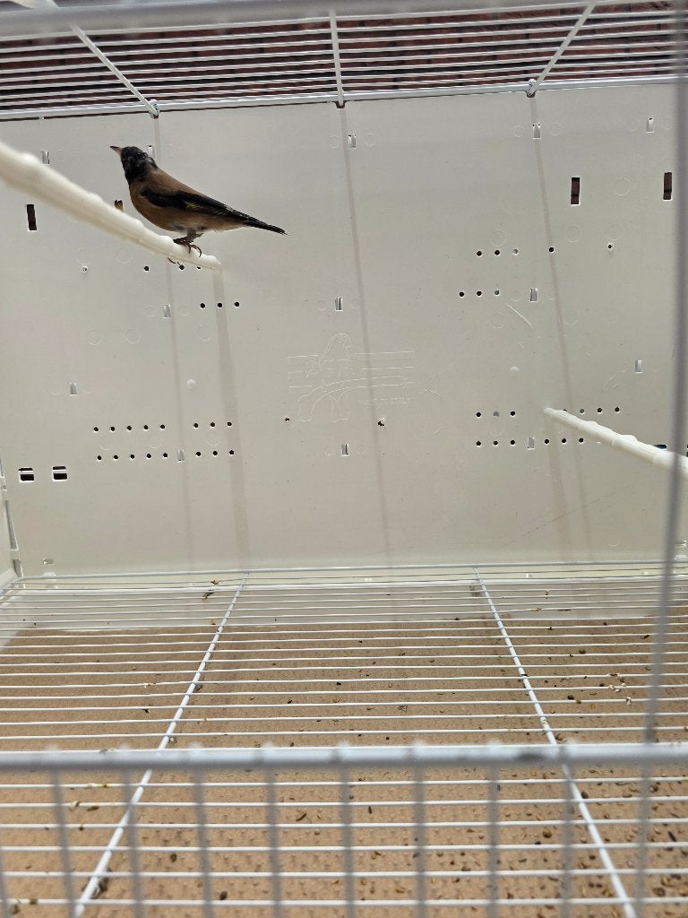 Parva putters zwarte mutatie, Dieren en Toebehoren, Meerdere dieren, Wildzangvogel, Geringd