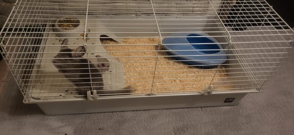 Chinchilla, Enlèvement, Cage, Chinchilla