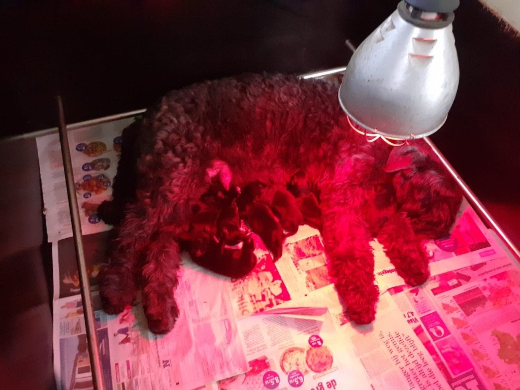 bouvierpups, Dieren en Toebehoren, België, Fokker | Hobbymatig, Overige rassen, 8 tot 15 weken