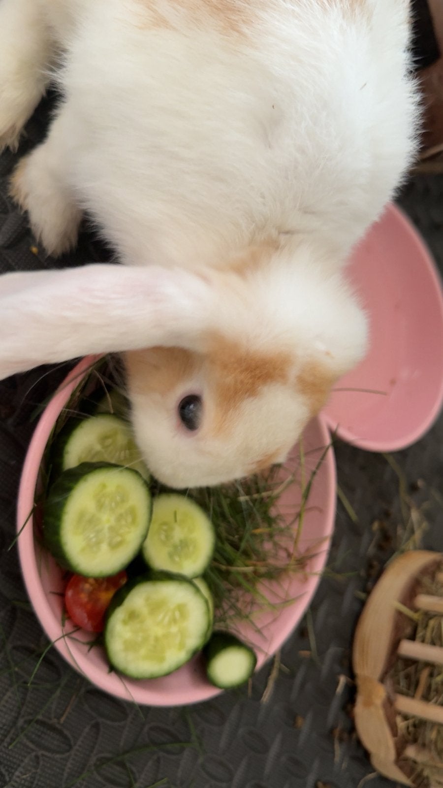 Witte konijntje, Jongen, 2 maandjes, spullen/eten erbij, Mâle, Taille moyenne, Oreilles tombantes, 0 à 2 ans