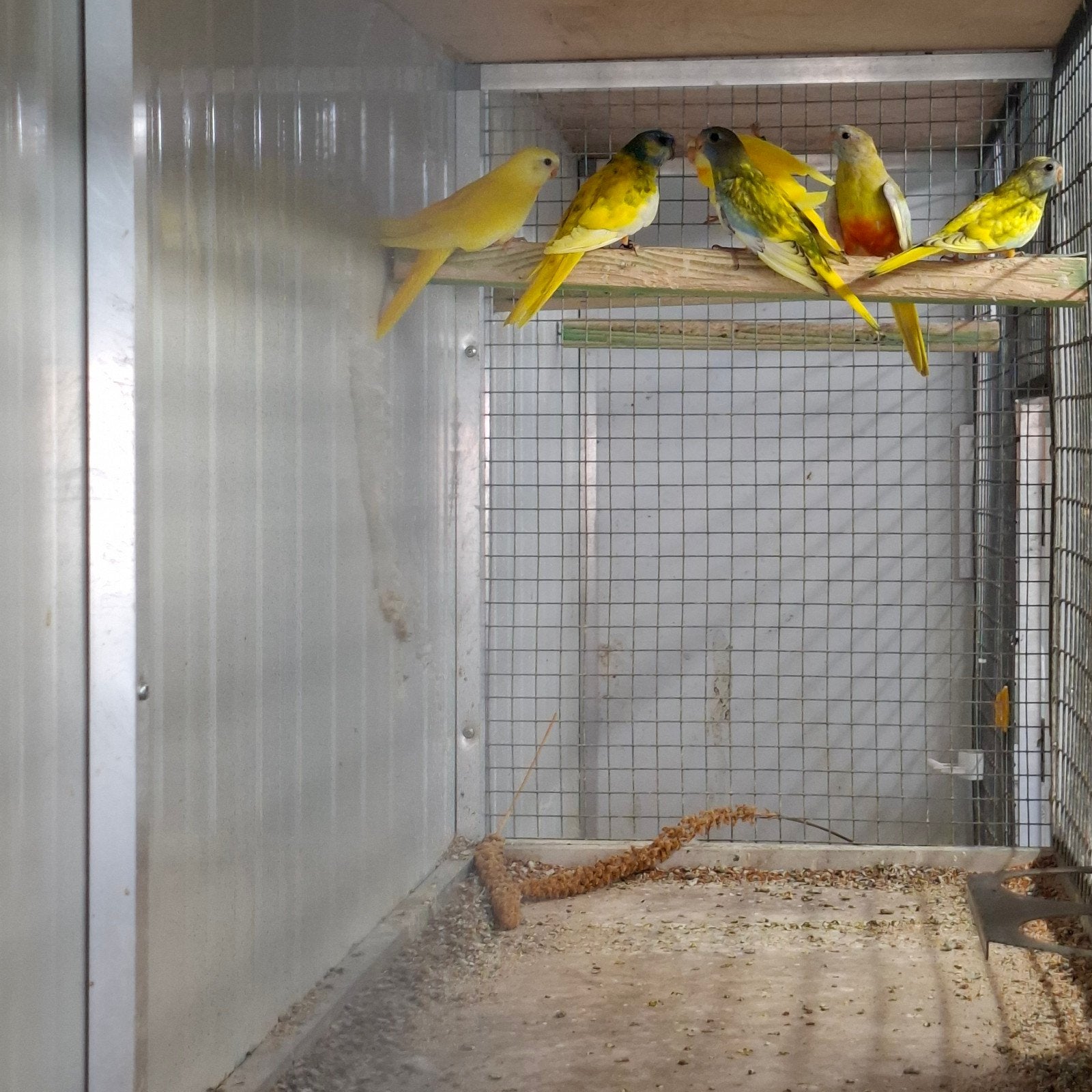 Te koop splendids kweekkoppels + jongen, Dieren en Toebehoren, Vogels | Parkieten en Papegaaien, Meerdere dieren, Parkiet, Geringd