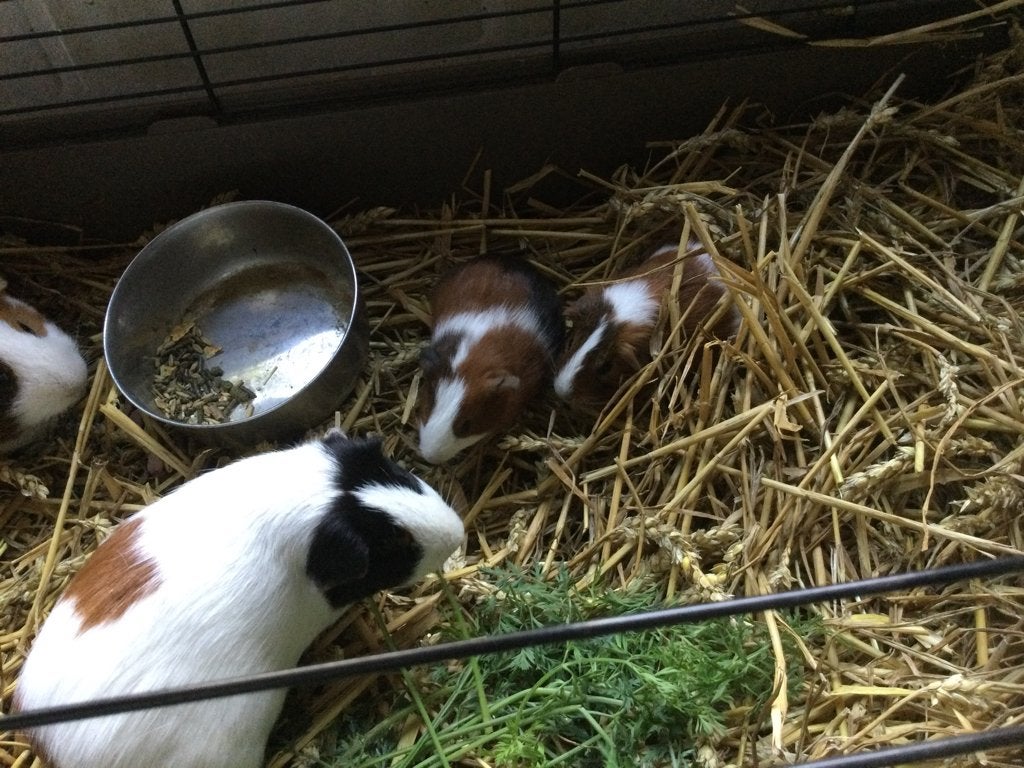 Cavia’s, Dieren en Toebehoren, Augustus, Mannelijk, Cavia