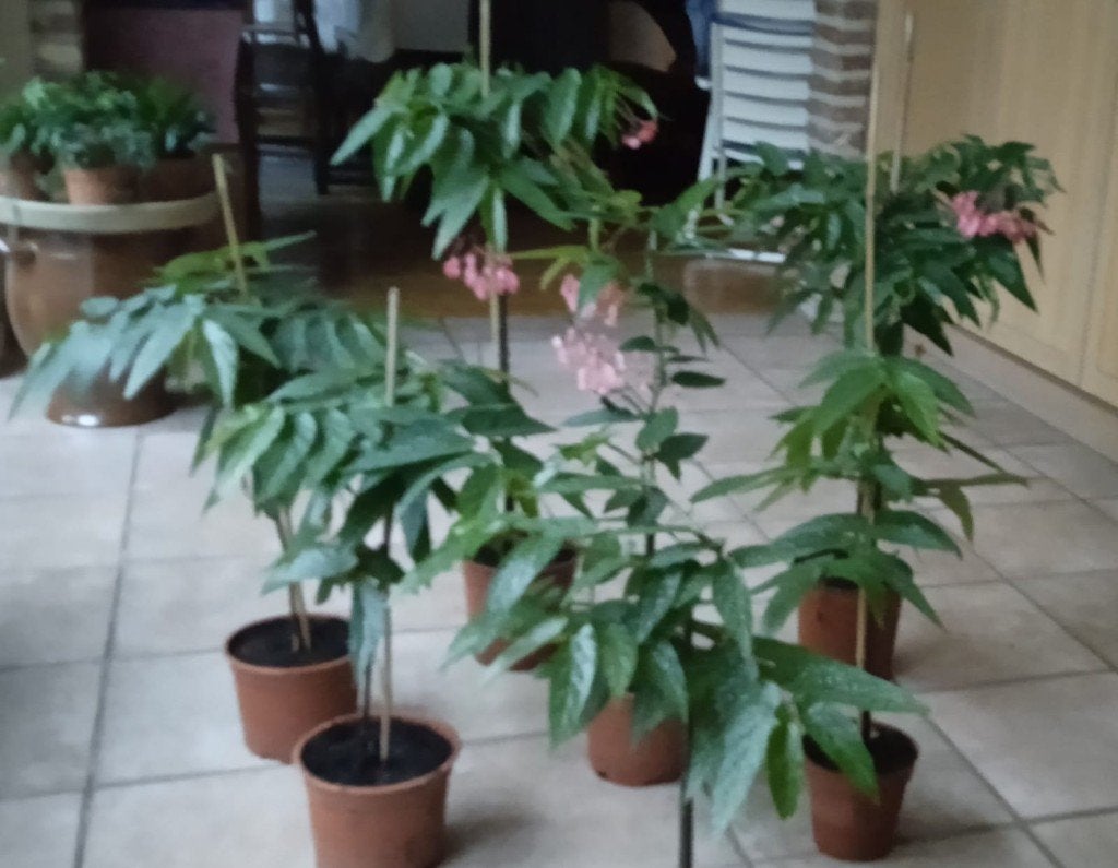 Begonia Tamaya, Ophalen, Overige soorten, Halfschaduw, In pot