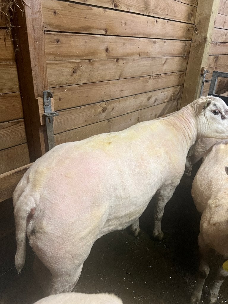 DEKRAM SWIFTER, Mannelijk, Schaap, 0 tot 2 jaar
