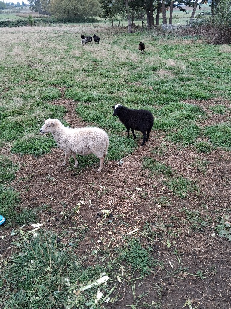Lam Ouessant., Animaux & Accessoires, Mâle, Mouton, 0 à 2 ans