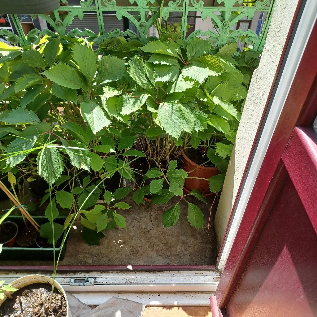 Vigne vierge de viginie, Enlèvement, Plante fixe, Plantes grimpantes, Plein soleil