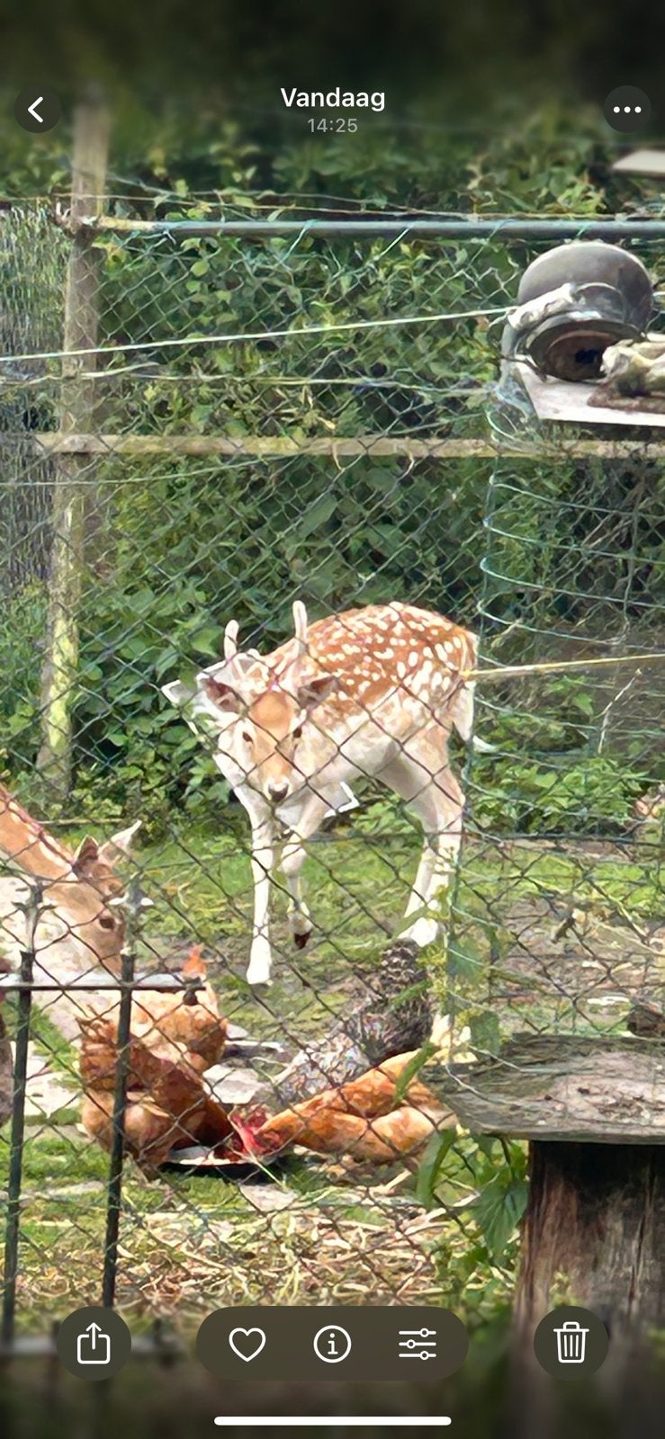 Damhert bok, Dieren en Toebehoren, Overige Dieren, Juli, Mannelijk