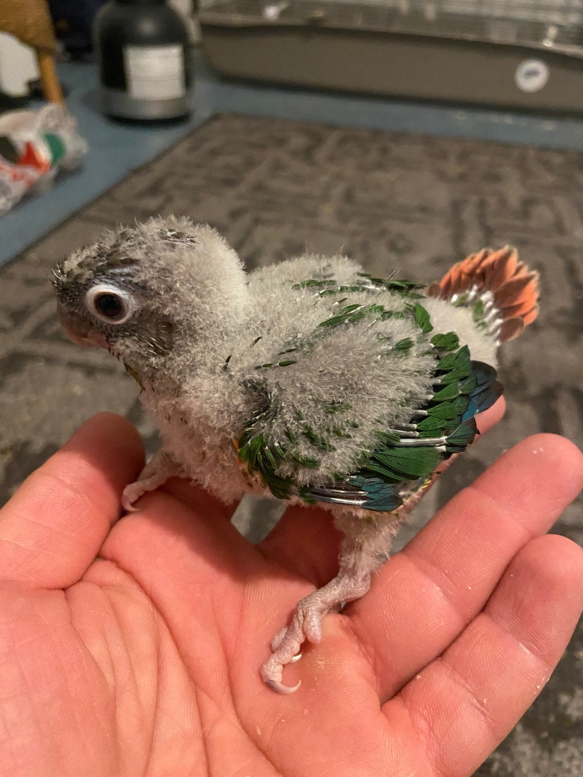 Bébé Pyrrhura, Animaux & Accessoires, Oiseaux | Perruches & Perroquets, Bagué