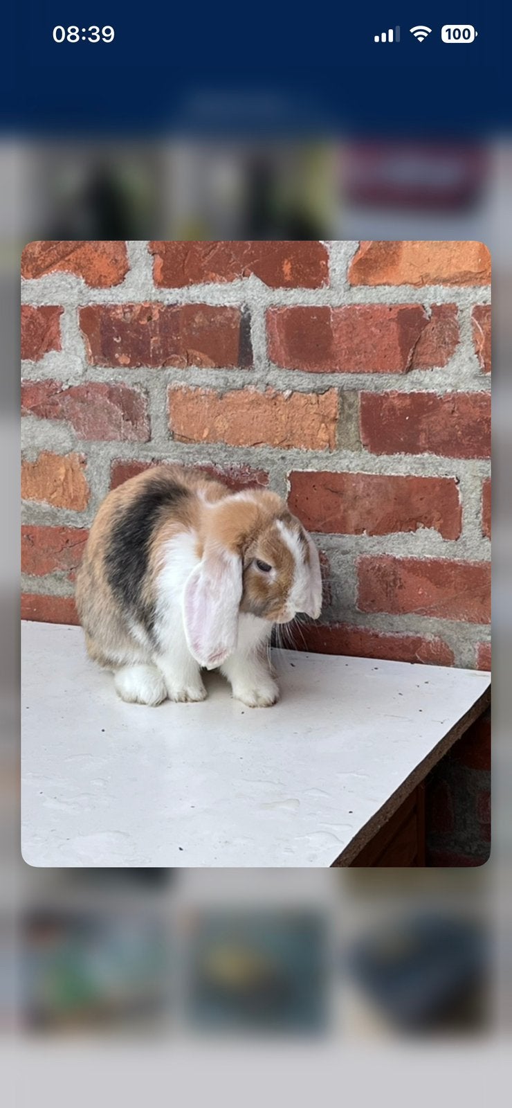 2 dwergkonijntjes te koop, Dieren en Toebehoren, Meerdere dieren, Dwerg, Hangoor, 0 tot 2 jaar