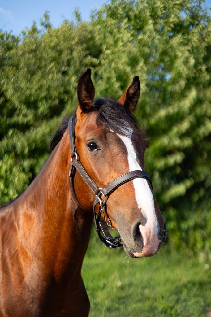 Talentvolle 2 jarige hengst, Springpaard, Met stamboom, Niet van toepassing, 0 tot 2 jaar