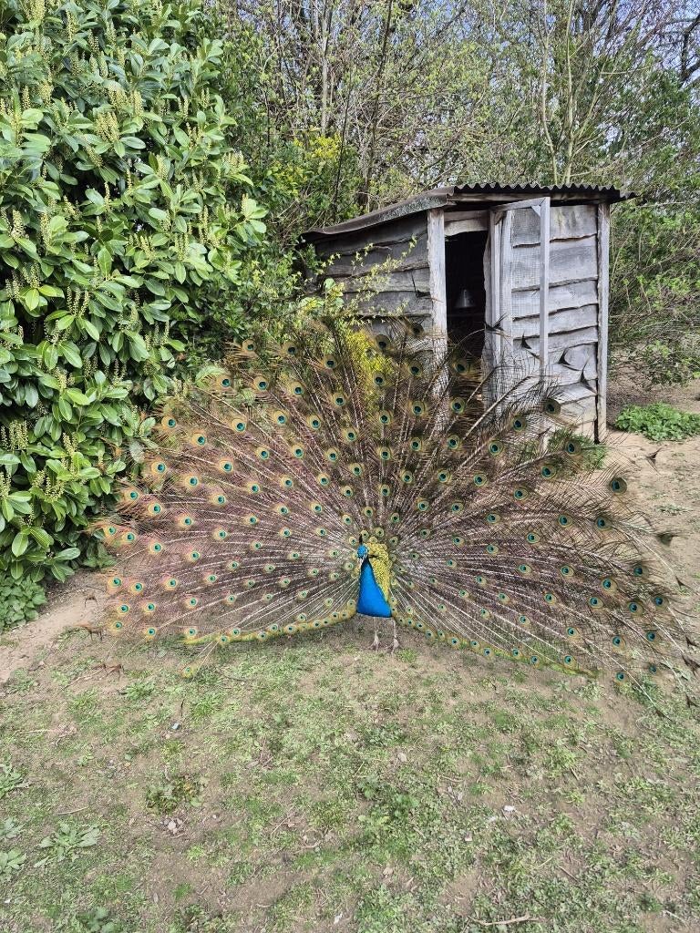 Pauwhaan te koop, Dieren en Toebehoren, Pluimvee, Mannelijk, Overige soorten