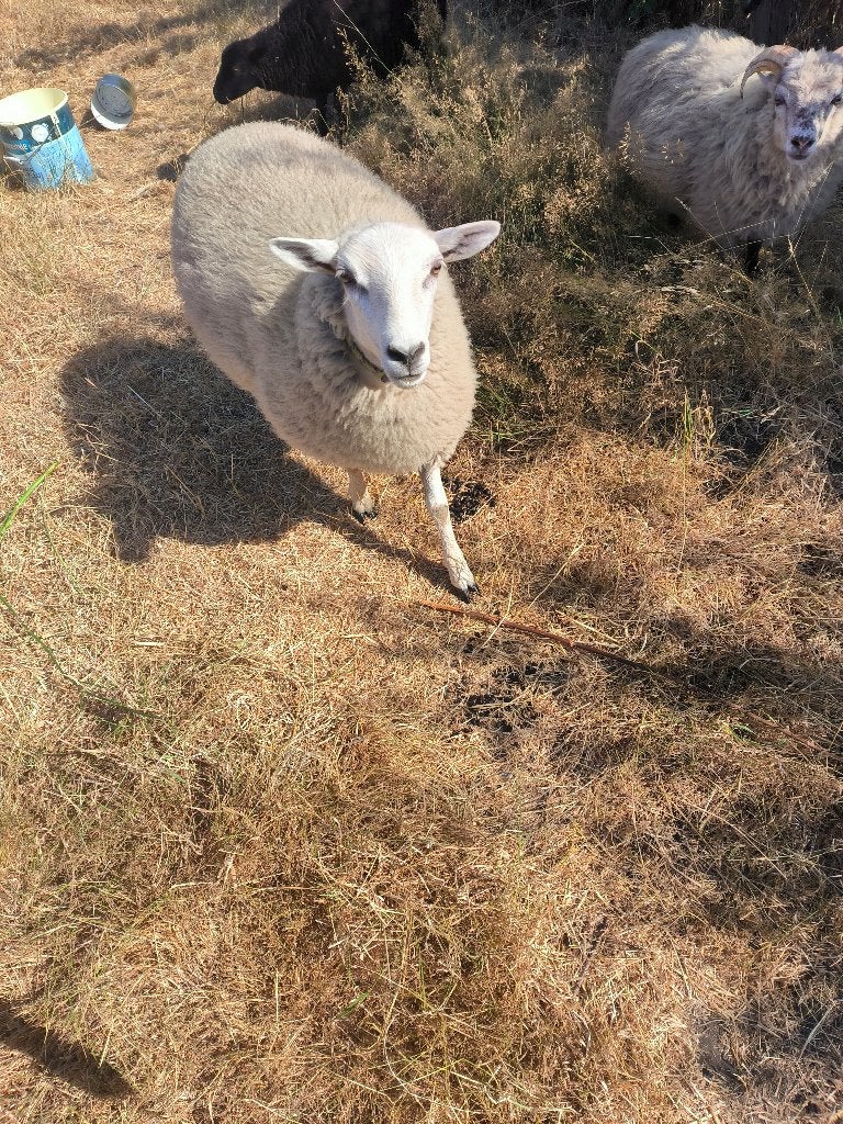 ooi lammeren quessant en mengeling swifter texel en quessant, Vrouwelijk, Schaap, 0 tot 2 jaar