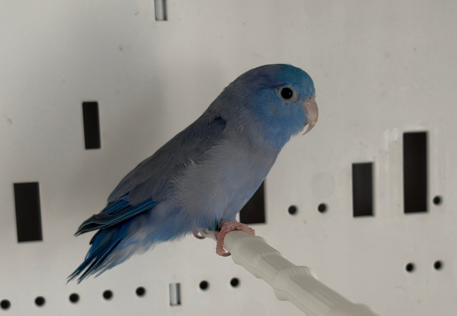 Forpus male D bleu x femele bleu 2026, Animaux & Accessoires, Plusieurs animaux, Perroquet nain ou Inséparable, Bagué
