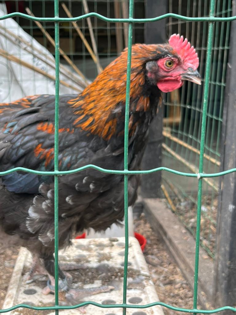 Marans haantjes, Dieren en Toebehoren, Mannelijk, Kip