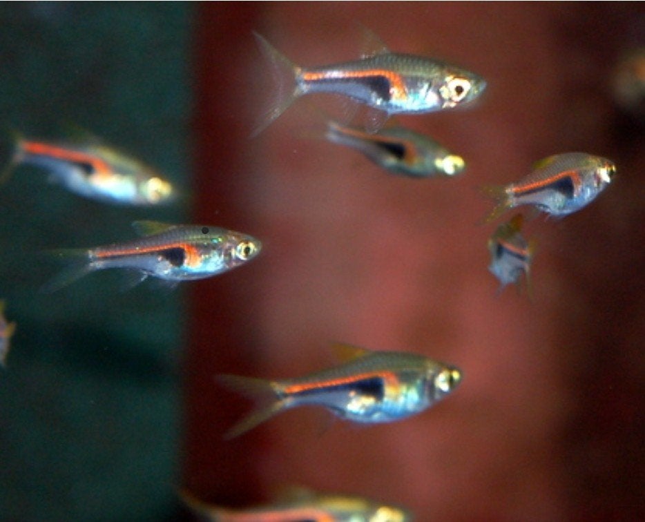 Hengel rasbora's, Vis, Zoetwatervis, Schoolvis
