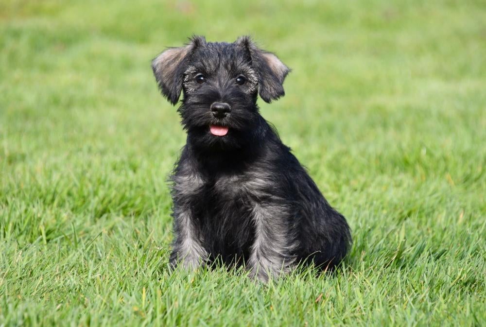 Dwergschnauzer pups te koop, 15 weken tot 1 jaar, Buitenland, Parvo, Meerdere