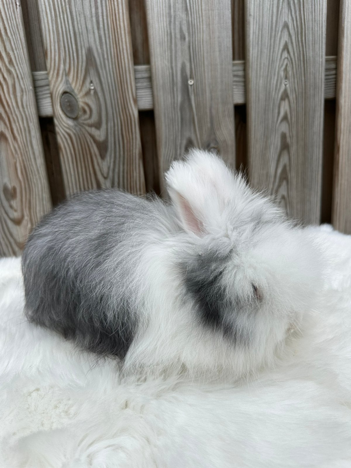 Ras zuivere Engelse Angora rammetje, Dieren en Toebehoren
