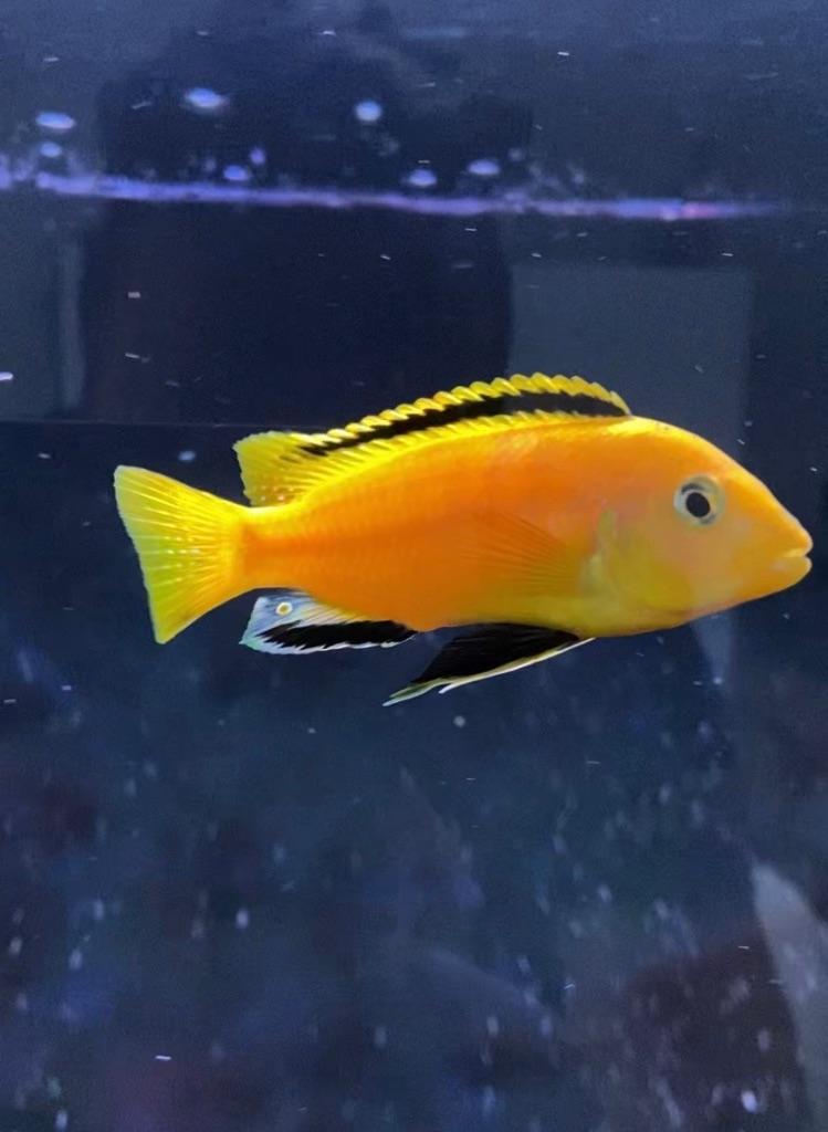 3 Malawi mbuna cichliden +/- 8 cm, Poisson, Poisson d'eau douce