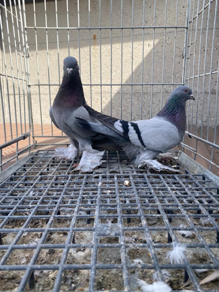 Takla malatya, Dieren en Toebehoren, Vogels | Duiven
