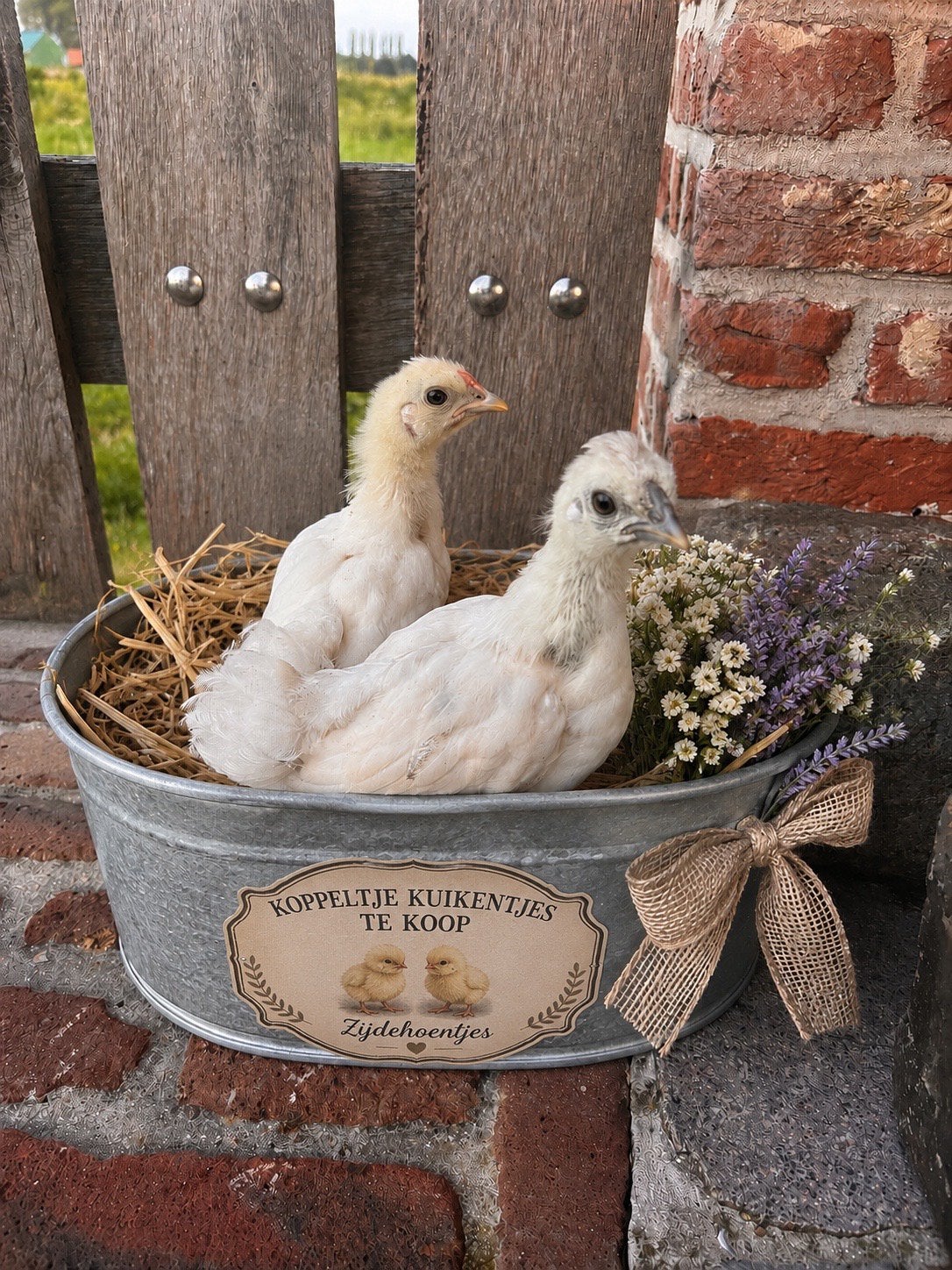 Een mooi koppeltje zijdehoentjes, Boeken, Dieren en Huisdieren, Ophalen, Overige diersoorten