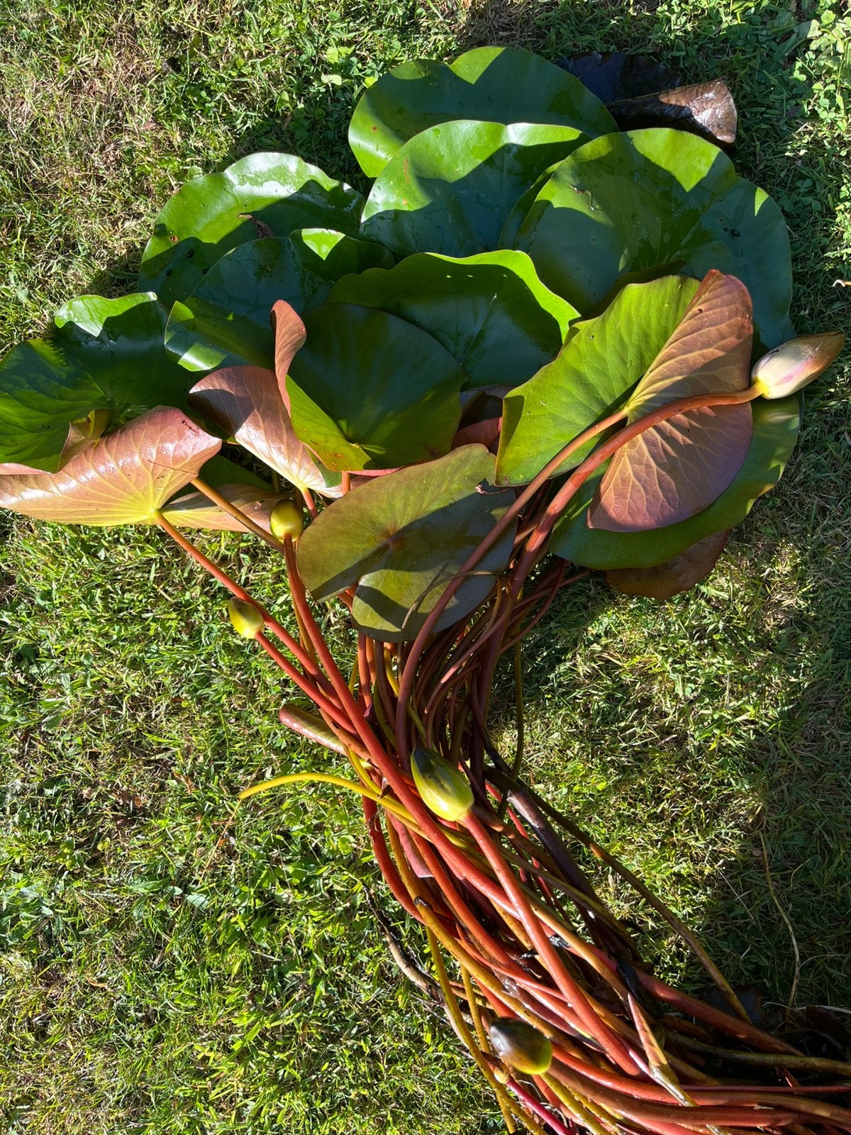 Bac de nénuphar prêt à fleurir, Jardin & Terrasse, Enlèvement, Utilisé