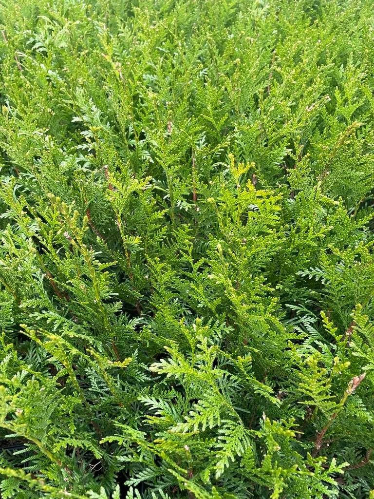‼️thuja plicata atrovirens aan onklopbare prijzen ‼️, Ophalen