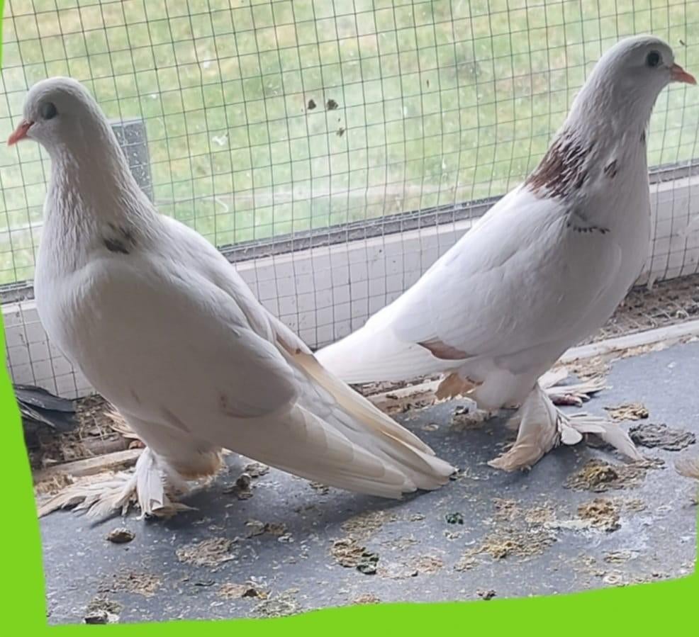 Duiven, Dieren en Toebehoren