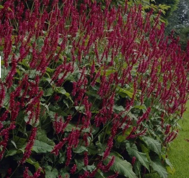 Persicaria amplexicaulis 'Speciosa', Ophalen, Zomer, Vaste plant, Halfschaduw